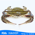 HL003 Reiche Ernährung Schwimmen Krabbe zum Verkauf